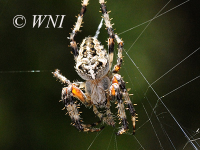 Nordmann's Orbweaver (Araneus nordmanni)